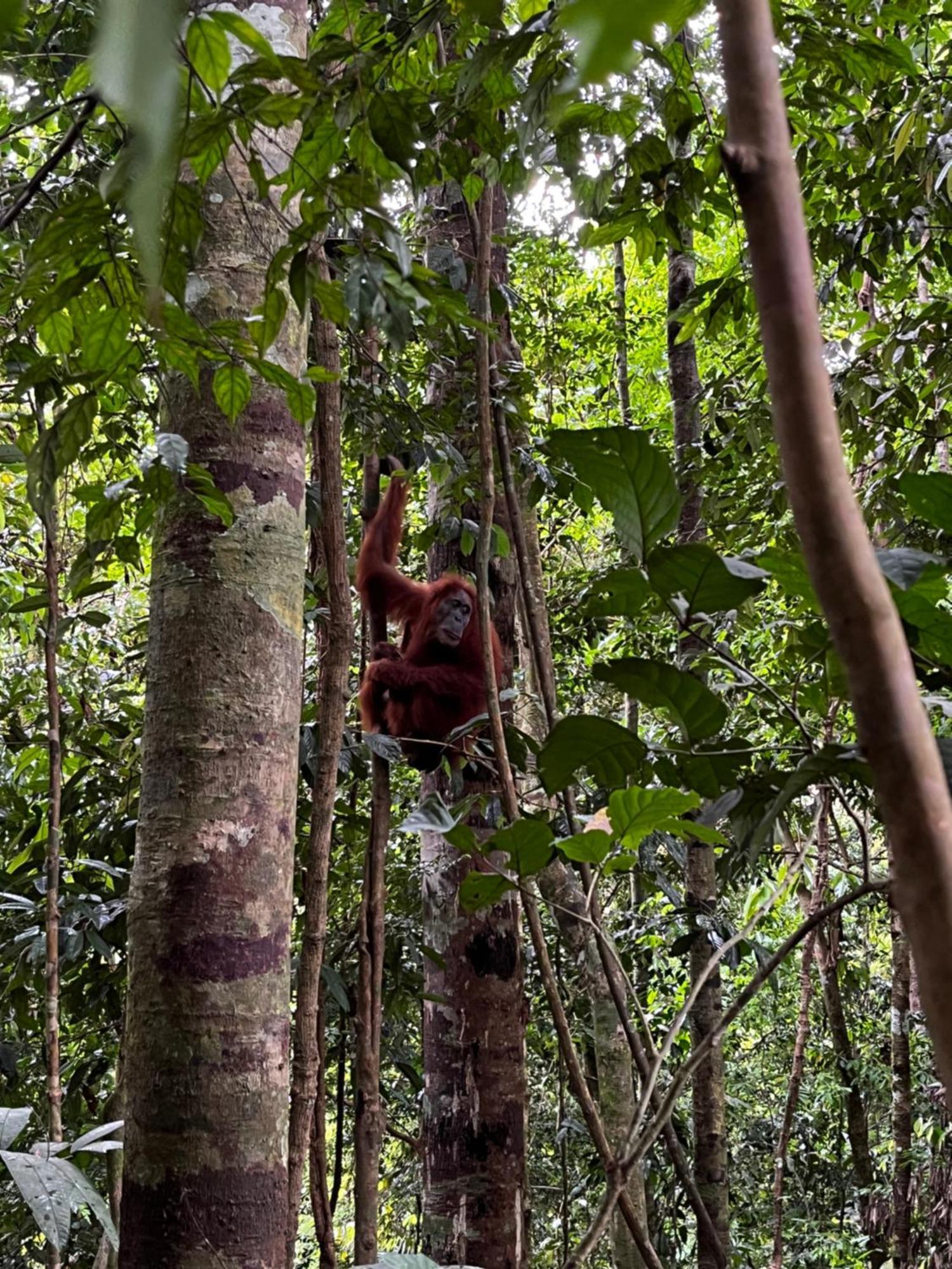 Charlys Little House Bukit Lawang Exterior foto